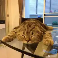 LeonSpapa的頭貼